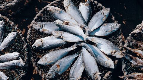 Pescados recién capturados
