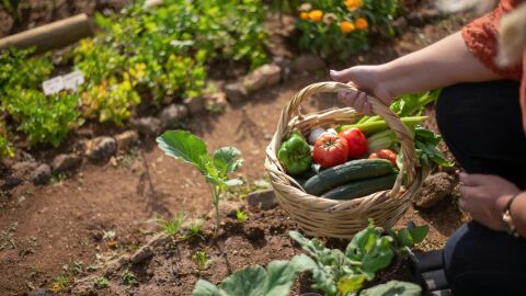 Alimentos ricos en agua