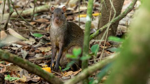 Cafeterías con animales, de tendencia viral en Japón a amenaza para la biodiversidad