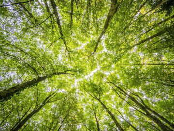  Los bosques europeos pierden un tercio de su capacidad para absorber CO₂ en una década