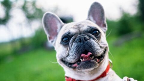 Perro en un parque Perro en un parque