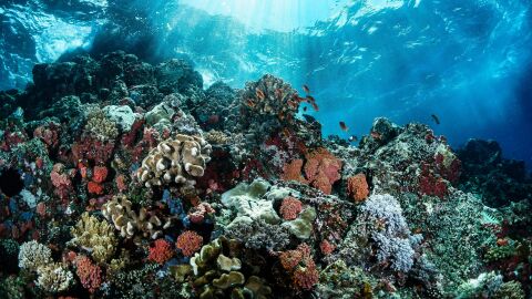 Corales de la Gran Barrera de Coral