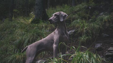 Perro de caza