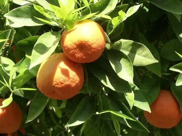 Naranjas amargas Naranjas amargas