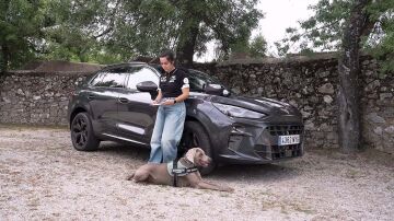 Cómo llevar a tu mascota