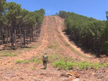 'Bosques en el aula'. la web que nos enseña cómo se gestionan los bosques  'Bosques en el aula'. la web que nos enseña cómo se gestionan los bosques