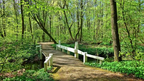 Un estudio revela que las diferencias entre adultos y juveniles son clave para la estabilidad de los ecosistemas Un estudio revela que las diferencias entre adultos y juveniles son clave para la estabilidad de los ecosistemas