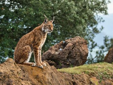 Un paso hist&oacute;rico para salvar al lince ib&eacute;rico: cient&iacute;ficos logran crear embriones en laboratorio por primera vez