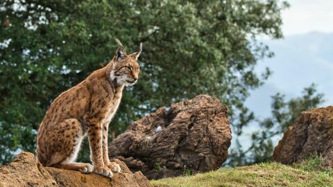 Un paso histórico para salvar al lince ibérico: científicos logran crear embriones en laboratorio por primera vez Un paso histórico para salvar al lince ibérico: científicos logran crear embriones en laboratorio por primera vez