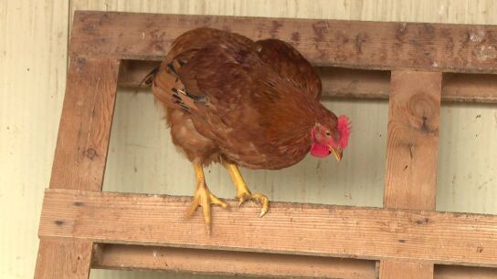 Pollo ecológico Pollo ecológico