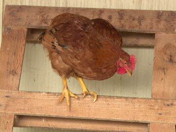 Pollo ecol&oacute;gico