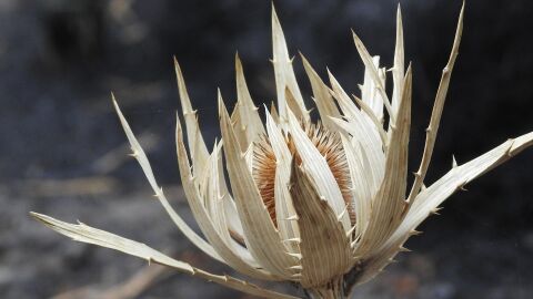 De nuevo, arde la turba del r&iacute;o Guadiana a las puertas de Las Tablas de Daimiel