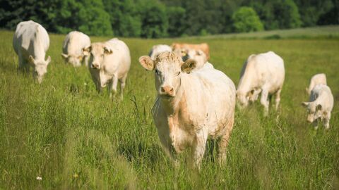 La ganader&iacute;a intensiva amenaza a los pastizales del planeta