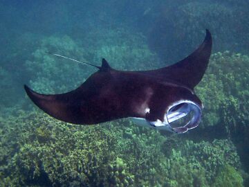 Descubren 8 especies de rayas y tiburones en Formentera e Ibiza 