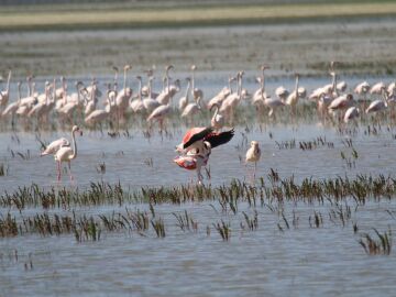 Las lluvias de 2025 devuelven la vida a Do&ntilde;ana, pero los problemas estructurales siguen amenazando su futuro