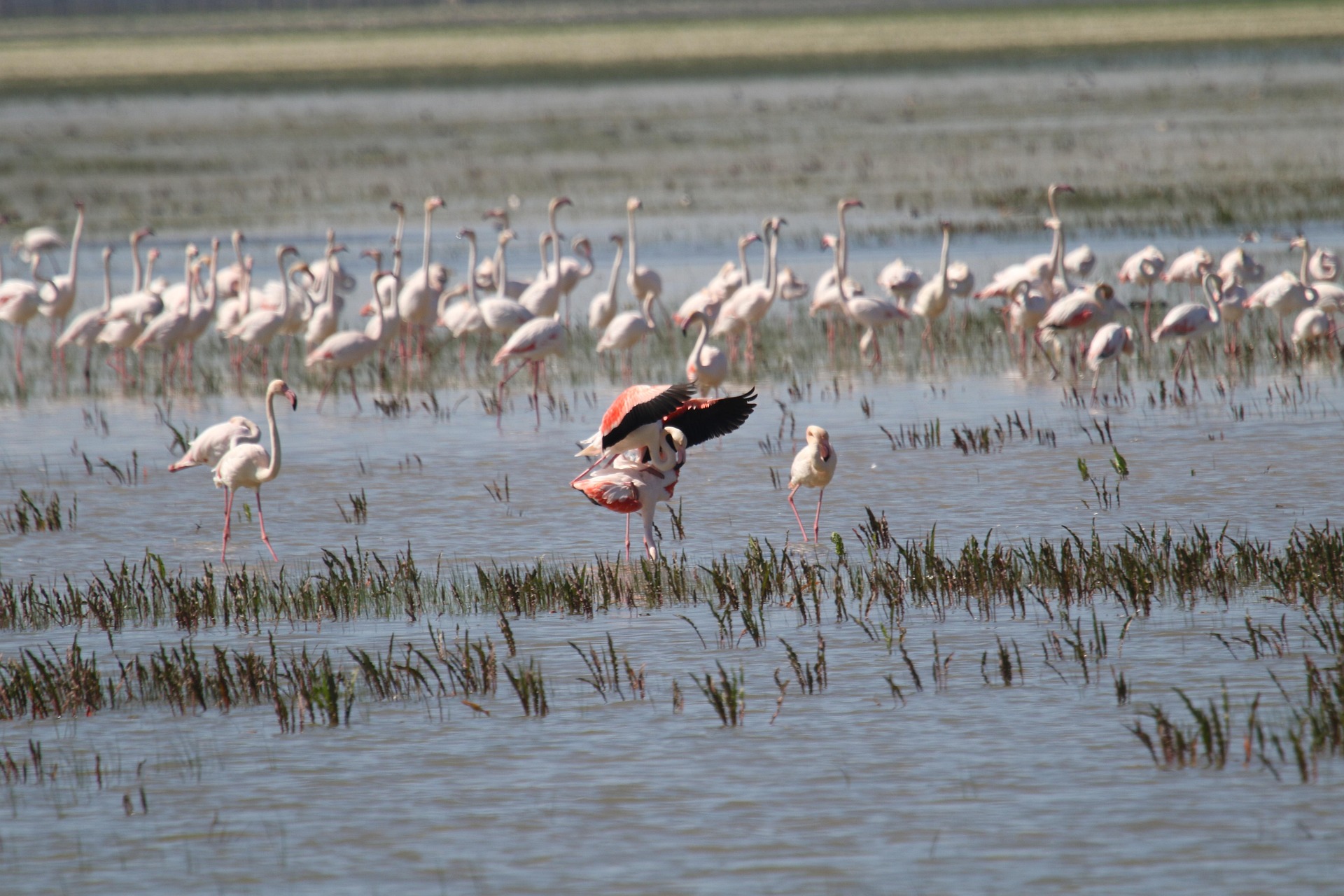 Las lluvias de 2025 devuelven la vida a Doñana, pero los problemas ...