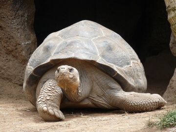 El regreso m&aacute;s esperado de las Gal&aacute;pagos: c&oacute;mo la ciencia y una comunidad de 160 personas han logrado lo imposible