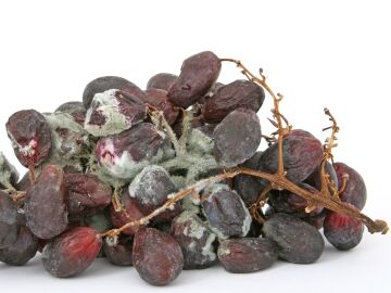 El peligro de fiarse del olfato: el 70 % de los espa&ntilde;oles consume alimentos caducados ignorando las alertas del etiquetado