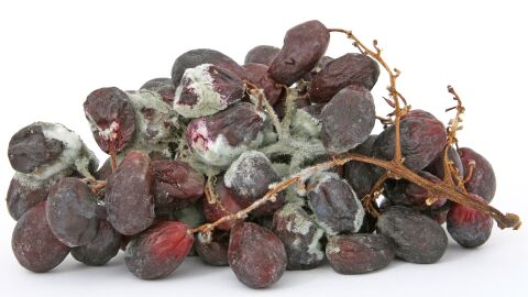 El peligro de fiarse del olfato: el 70 % de los espa&ntilde;oles consume alimentos caducados ignorando las alertas del etiquetado