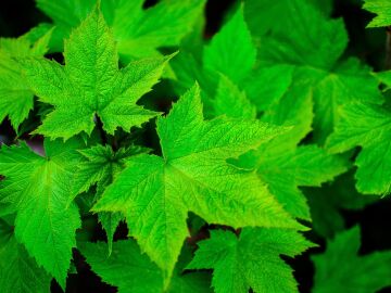 El CSIC descifra el interruptor molecular que permite a las plantas resistir la sequ&iacute;a