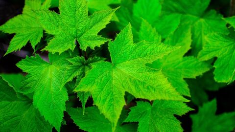 El CSIC descifra el interruptor molecular que permite a las plantas resistir la sequ&iacute;a