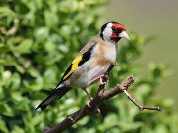 SEO/BirdLife nos advierte de que casi la mitad de las poblaciones de jilguero europeo en Espa&ntilde;a caen desde el a&ntilde;o 1988