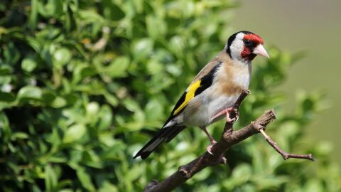 SEO/BirdLife nos advierte de que casi la mitad de las poblaciones de jilguero europeo en Espa&ntilde;a caen desde el a&ntilde;o 1988