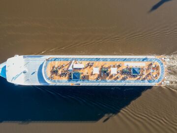 El virus de los roedores investigado por la OMS que ha puesto en cuarentena a un crucero en el Atlántico El virus de los roedores investigado por la OMS que ha puesto en cuarentena a un crucero en el Atlántico