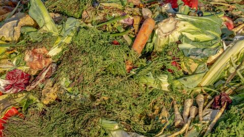 La biodiversidad del suelo; un sistema inmunitario natural que protege cultivos y humanos