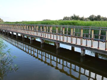 Las Tablas de Daimiel continúan bajo agua por la fuerte aportación del río Gigüela Las Tablas de Daimiel continúan bajo agua por la fuerte aportación del río Gigüela