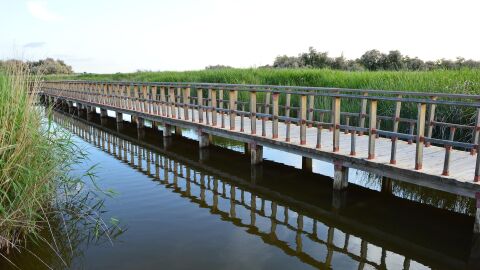 Las Tablas de Daimiel continúan bajo agua por la fuerte aportación del río Gigüela Las Tablas de Daimiel continúan bajo agua por la fuerte aportación del río Gigüela