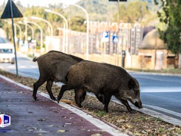 Castilla y León, Cataluña y Galicia concentran casi el 60% de los accidentes de tráfico contra animales en España Castilla y León, Cataluña y Galicia concentran casi el 60% de los accidentes de tráfico contra animales en España