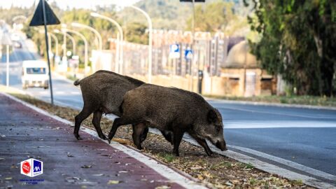 Castilla y León, Cataluña y Galicia concentran casi el 60% de los accidentes de tráfico contra animales en España Castilla y León, Cataluña y Galicia concentran casi el 60% de los accidentes de tráfico contra animales en España