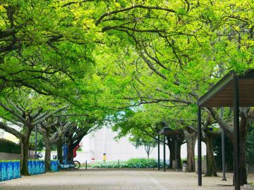 Olivos, fresnos, n&iacute;speros, plataneros y naranjos, aliados contra el calor en las ciudades