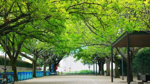 Olivos, fresnos, nísperos, plataneros y naranjos, aliados contra el calor en las ciudades Olivos, fresnos, nísperos, plataneros y naranjos, aliados contra el calor en las ciudades