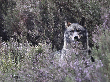 Reducir un 10 % la mortalidad del lobo ib&eacute;rico mejorar&iacute;a su estado de conservaci&oacute;n