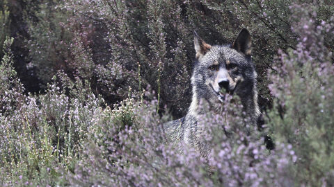 Reducir un 10 % la mortalidad del lobo ibérico mejoraría su estado de conservación Reducir un 10 % la mortalidad del lobo ibérico mejoraría su estado de conservación