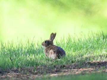 La pen&iacute;nsula ib&eacute;rica alberga dos especies de conejo y no una, seg&uacute;n un estudio internacional