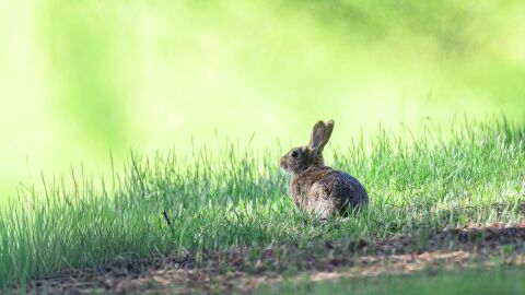 La península ibérica alberga dos especies de conejo y no una, según un estudio internacional La península ibérica alberga dos especies de conejo y no una, según un estudio internacional