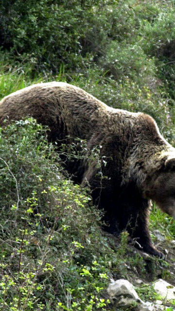 Los osos pardos cantábricos exageran su tamaño para impresionar a rivales y hembras Los osos pardos cantábricos exageran su tamaño para impresionar a rivales y hembras