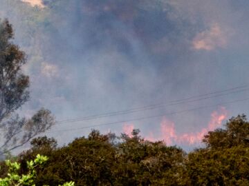 España lidera la superficie forestal quemada en la UE con cerca de 120.000 hectáreas arrasadas España lidera la superficie forestal quemada en la UE con cerca de 120.000 hectáreas arrasadas