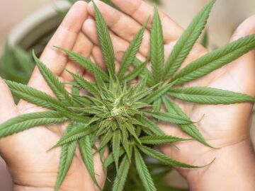 El cannabis triplica el riesgo de que los adolescentes desarrollen trastornos mentales