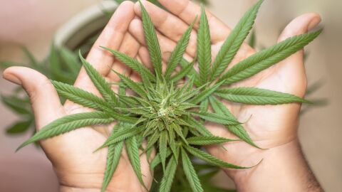 El cannabis triplica el riesgo de que los adolescentes desarrollen trastornos mentales