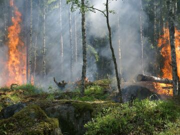 Plano general de un bosque quem&aacute;ndose 
