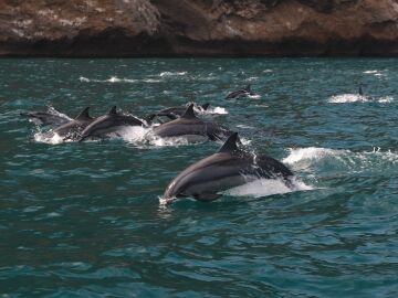 Los delfines saltan con gracia a trav&eacute;s de las aguas del oc&eacute;ano cerca de la costa rocosa, mostrando la belleza de la naturaleza.