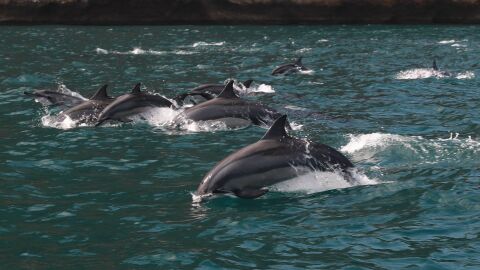 Los delfines saltan con gracia a través de las aguas del océano cerca de la costa rocosa, mostrando la belleza de la naturaleza. Los delfines saltan con gracia a través de las aguas del océano cerca de la costa rocosa, mostrando la belleza de la naturaleza.