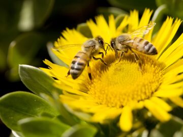 Dos abejas polinizando una vibrante flor amarilla bajo la luz del sol, mostrando la belleza de la naturaleza. Dos abejas polinizando una vibrante flor amarilla bajo la luz del sol, mostrando la belleza de la naturaleza.
