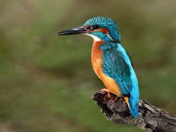 La biomímesis la ciencia de copiar a la naturaleza para encontrar soluciones La biomímesis la ciencia de copiar a la naturaleza para encontrar soluciones