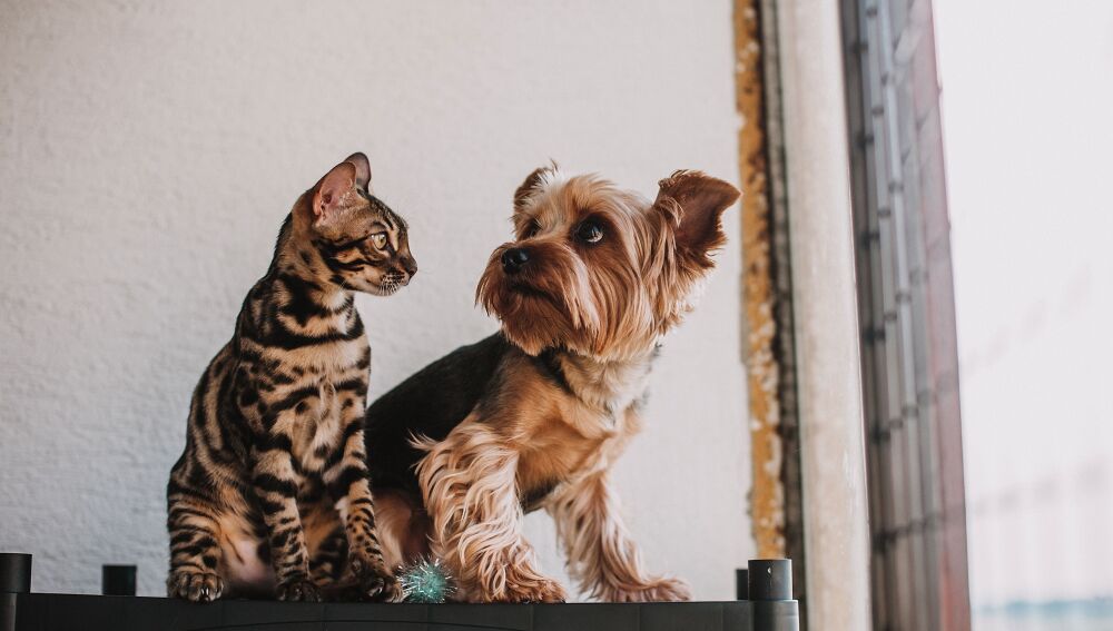 Las adopciones de perros y gatos caen a m&iacute;nimos de los &uacute;ltimos cinco a&ntilde;os