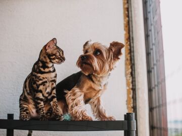 Las adopciones de perros y gatos caen a m&iacute;nimos de los &uacute;ltimos cinco a&ntilde;os